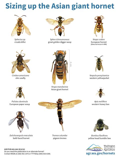 How Big Is An Asian Giant Hornet Vs A Honeybee Or Bumblebee There S A Chart For That The