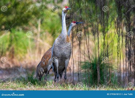 Sandhill Cranes In Florida Stock Photo Image Of Brown Mask 279361812