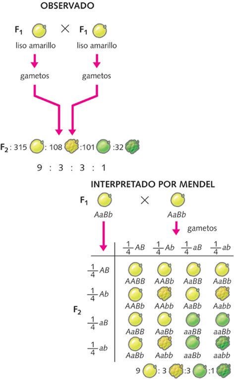 El Blog De Ciencias Naturales Herencia Y Transmisión De Caracteres 4º