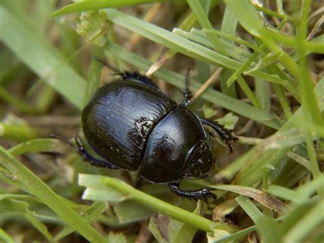 African Black Beetle Identification Life Cycle Facts And Pictures