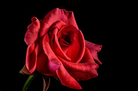 Rosa Vermelha Flor De Foto Gratuita No Pixabay Pixabay