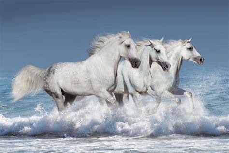 Horses In Water White Horse Herd Run In Waves In The Ocean