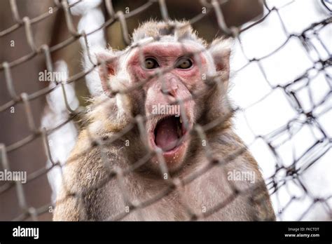 Funny Monkey Tongue Hi Res Stock Photography And Images Alamy