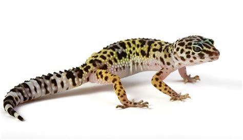 Basic Information Sheet Leopard Gecko Lafebervet