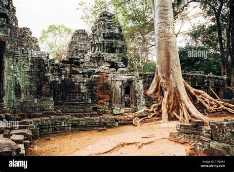 Tree Growing At Angkor Wat Temple Stock Photo Alamy