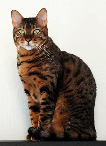 The name bengal cat was derived from the taxonomic name of the asian leopard cat (p. Osicat or Bengal | TheCatSite
