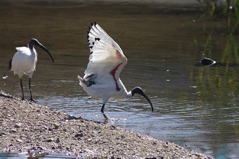 íbisz Madár Természet Vadvilág Brisbane Ausztrália Fauna Víz