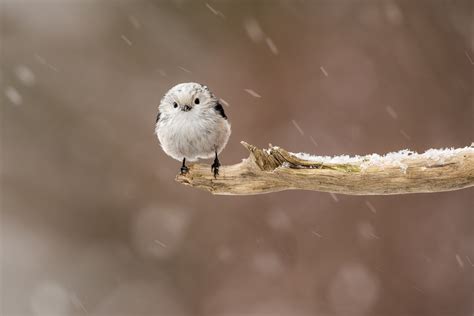 How Do Small Birds Survive The Winter