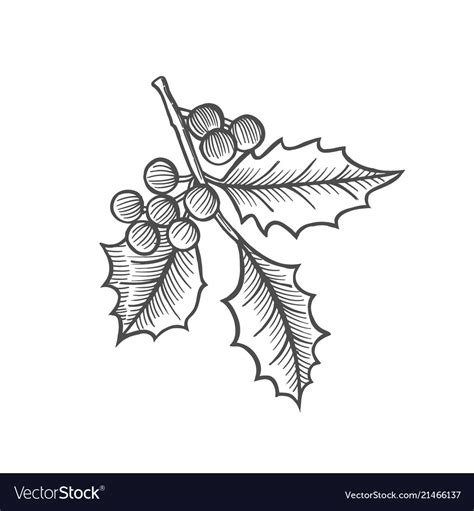 Sketch Of Mistletoe Branch Royalty Free Vector Image