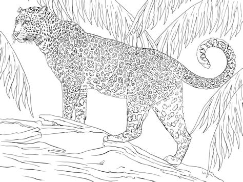Giaguaro tradotto in inglese, significa jaguar disegno da colorare. Disegni da colorare: Disegni da colorare: Giaguari ...