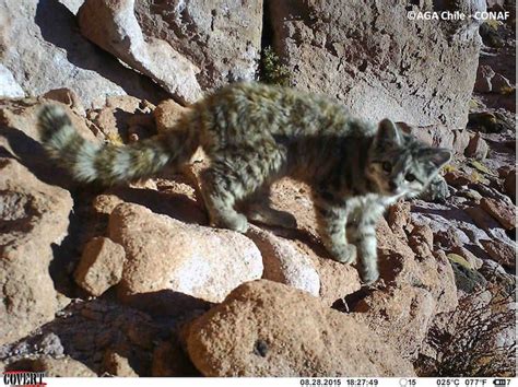 This cat has blue eyes, dogs can be trained to sit, this group of animals is called _____). Elusive Andean Mountain Cat Caught On Camera In Chile ...