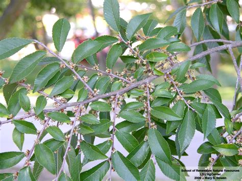 Edis Update Key Plant Key Pests Chinese Elm Ufifas Mid Florida