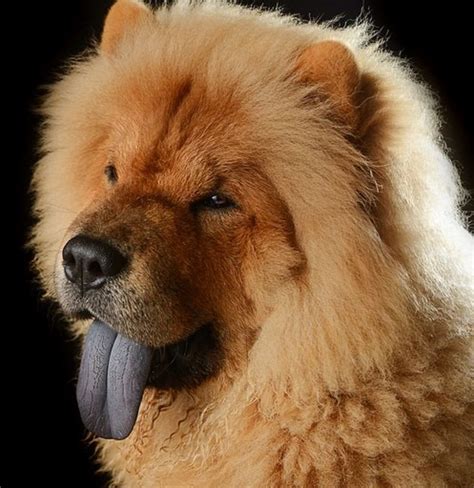 5 Most Popular Dog Breeds In China Pethelpful