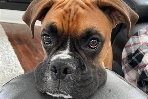 Common Health Problems In Boxer Dogs