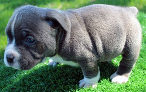 We are grateful for the care you took in. Pin on Bluefirepits -blue pitbull puppies for sale - blue ...