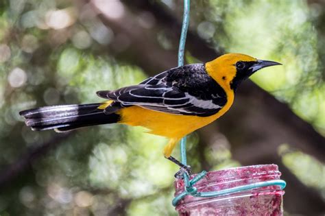 12th, 2016 in cave creek, arizona. Hooded Oriole