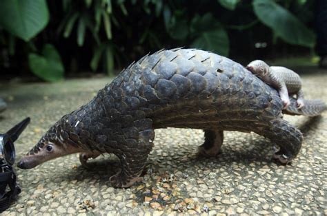Let us introduce your child into the world of mammals! Cool Facts About the Pangolin, Is it a reptile? No. What then?