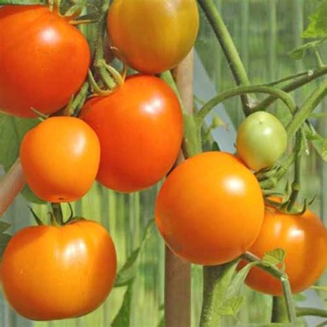 Zloty Ozarowski Tomaten Samen Bestellen Chili Shop24de