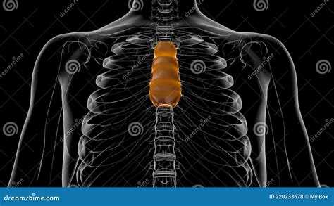 Corps Squelette Humain Danatomie Osseuse Sternum Pour Le Concept