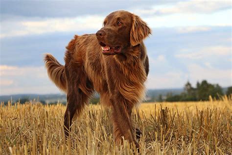 Flat Coated Retriever Dog Breed Information And Characteristics