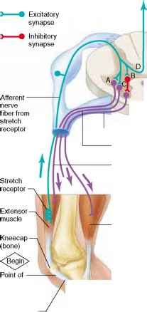 A reflex arc is in fact the simplest and most primitive nerve pathway in the human body. Figure 125 - Body Function - 78 Steps Health