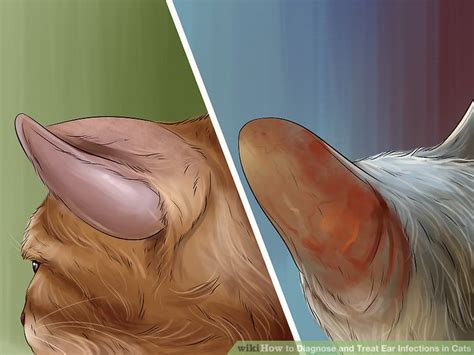 3 Ways To Diagnose And Treat Ear Infections In Cats Wikihow