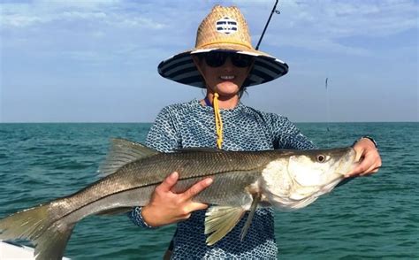 Common Snook In The Gulf Of Mexico Blue Line Fishing Charters Llc