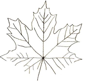 It is fairly easy and great for beginners who want to practice drawing basic you don't need to draw any of the smaller bends in the leaf at this stage as the goal is to create some guide lines for the proportions of the different sides. How to Draw Maple Leaves - Draw Step by Step