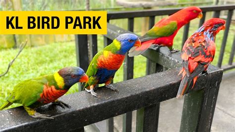 A Tour of Kuala Lumpur Bird Park  YouTube