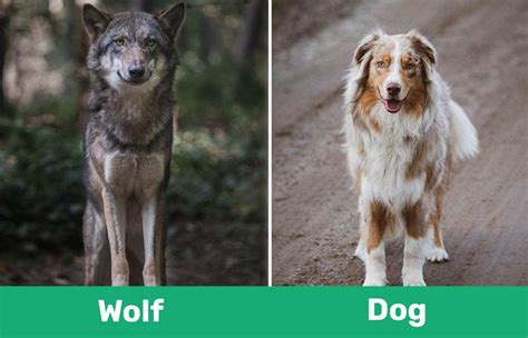 Wolf Vs Dog Differences Explained With Pictures Pet Keen