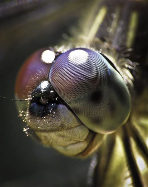 10 Wild Facts About Dragonflies Found In Your Garden
