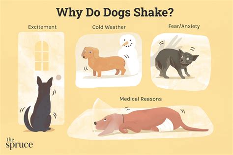 What Causes Dogs To Shake