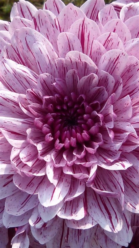 Purple Blooming Dahlia Wallpaper Iphone Android And Desktop