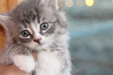 Here are some tidbits about cats and kittens to make them more lovable in your eyes! Beautiful Fluffy Tabby Kittens | London, East London ...