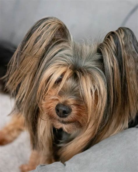 Silky Terrier Pictures And Informations Dog
