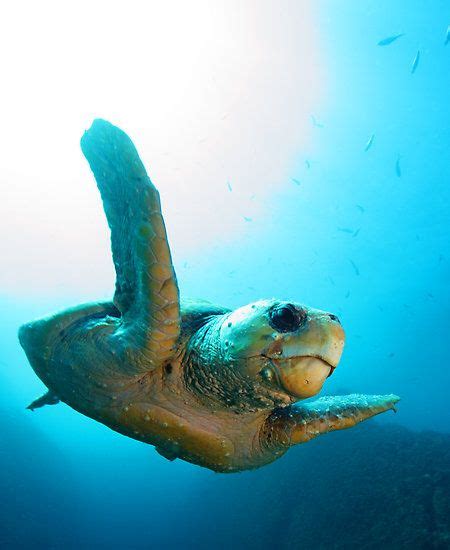 Marine Life Endangered Animals Other That I Love