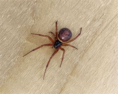 Black Widow Spider Uk Bite Symptoms Paulineallison