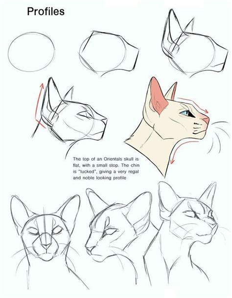 Cat Head Reference Cat Drawing Tutorial Animal Drawings Drawings