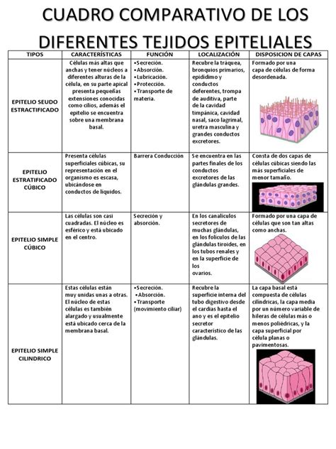 Cuadro Comparativo De Los Diferentes Tejidos Epiteliales Pdf