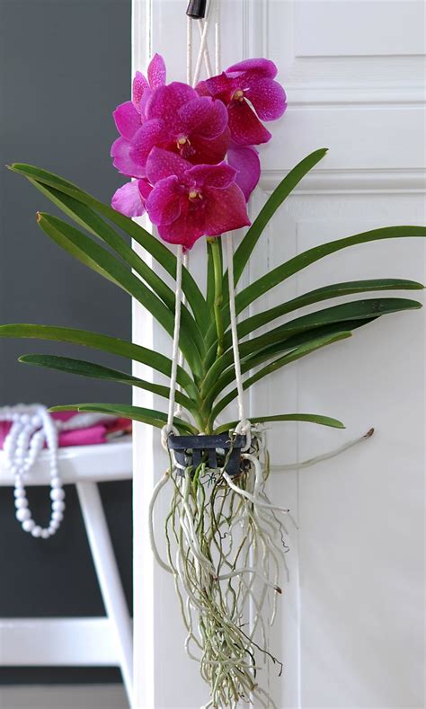 Growing Vanda Orchid Learn About The Care Of Vanda Orchids Artofit