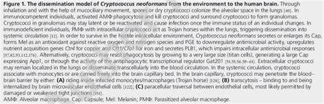 The Dissemination Model Of Cryptococcus Neoformans From The Environment Download Scientific