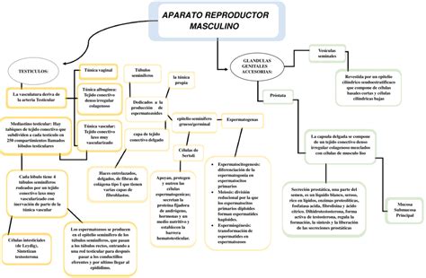 Mapas Conceptuales Aparato Reproductor Masculino 【descargar】
