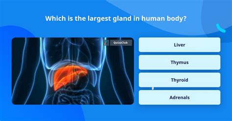 Which Is The Largest Gland In Human Trivia Questions Quizzclub