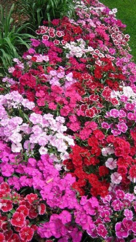 Every monday a florist delivers fresh flowers to this office. 9 Flowers That Bloom all Year: An immersive guide by ...