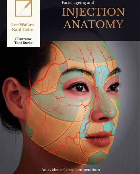 Medical Facial Ageing And Injection Anatomy