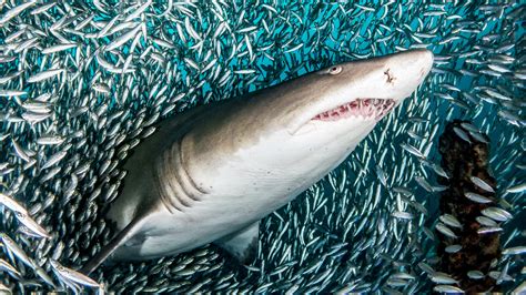 Las Sorprendentes Fotografías De Tiburones En Plena Acción Nuestroclima