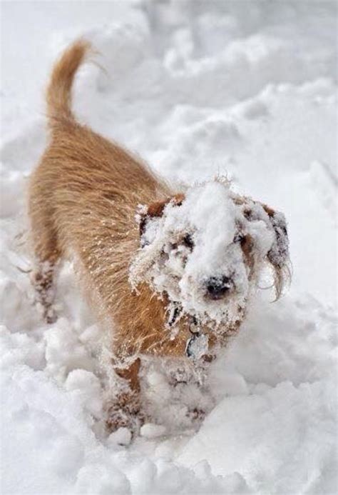 Winter Tiere Im Schnee Lustig In Manchen Gegenden Ist Der Winter