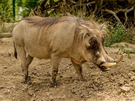 Heboh Babi Hutan Masuk Mal Di Malaysia Pengunjung Terkejut Indozoneid