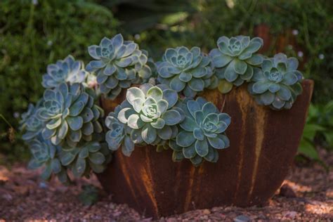South Africa Succulents 6 Great Choices For Your Garden — Eco Balance