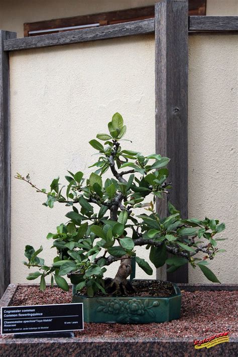 Flowering quince is one of the very earliest shrubs to bloom in our gardens, while rain is still pouring down. Bonsaï & Penjing - Common Flowering Quince 'Toyo Nishiki ...